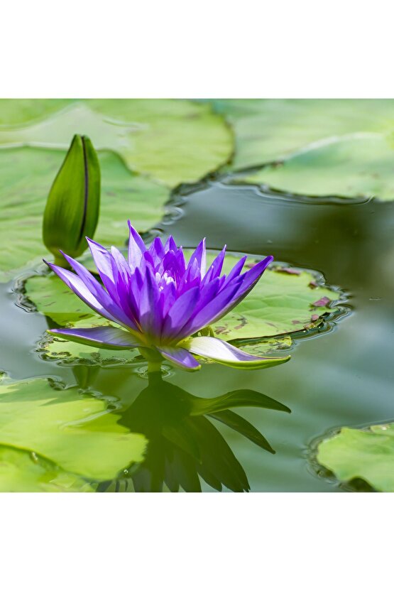 5 Adet Karışık Renklerde Lotus (Nilüfer) Çiçeği Tohumu