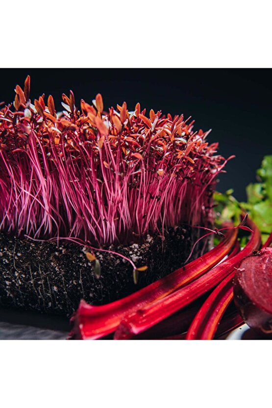 Kırmızı amaranth tohumu geleneksel şifalı amaranthus red garnet