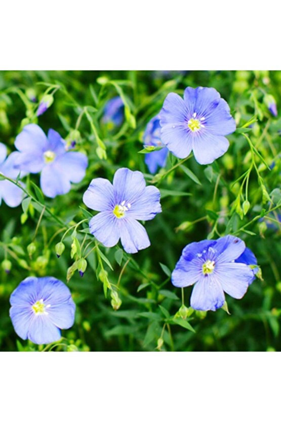 Mavi Linum Keten Çiçeği 25 Tohum