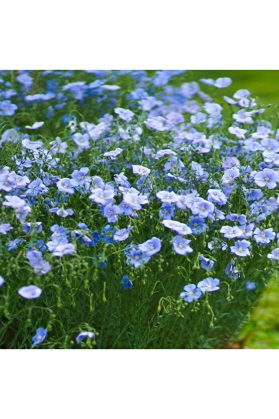 Mavi Linum Keten Çiçeği 25 Tohum