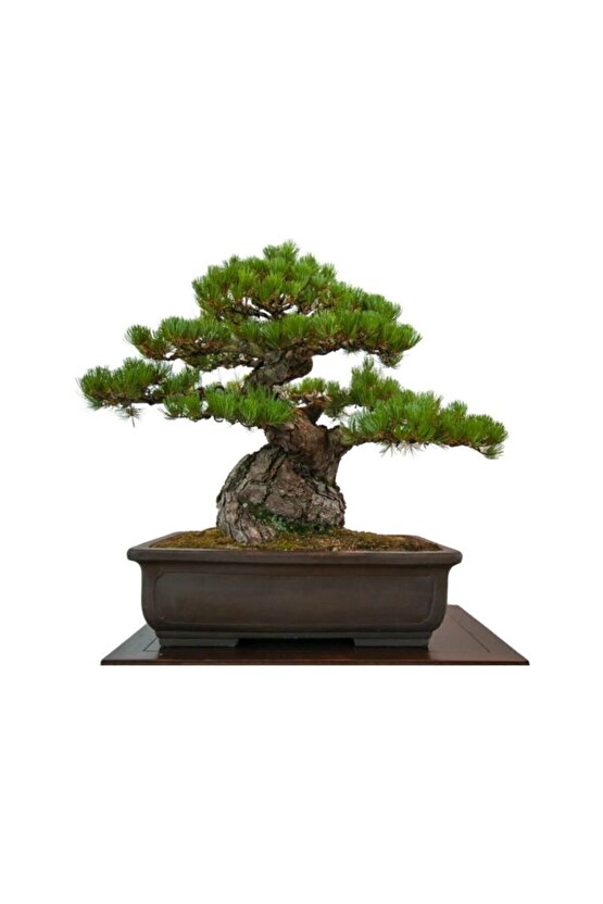 Fıstık Çamı Bonsai Ağacı Tohumu 2 Adet Bonsai Ağacı Tohumu