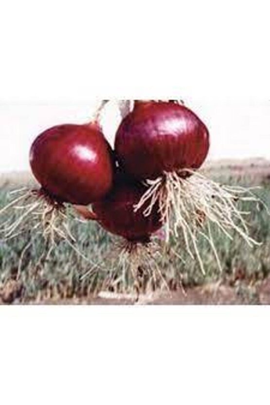 30 Adet Tohum Yerli Mor Soğan Tohumu Ata Tohum