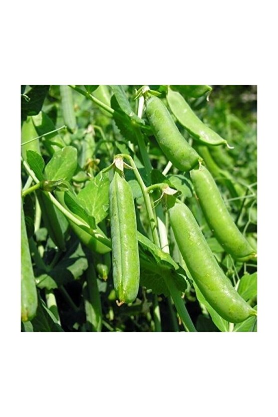 10 Adet Tohum Organik Orjinal Geleneksel Bezelye Tohumu