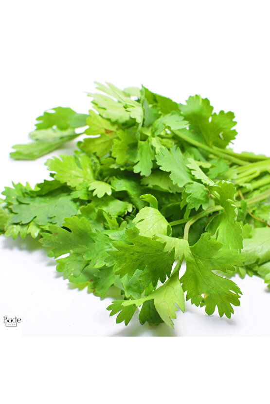 100 gr - Kişniş Otu (aş Otu) Tohumu