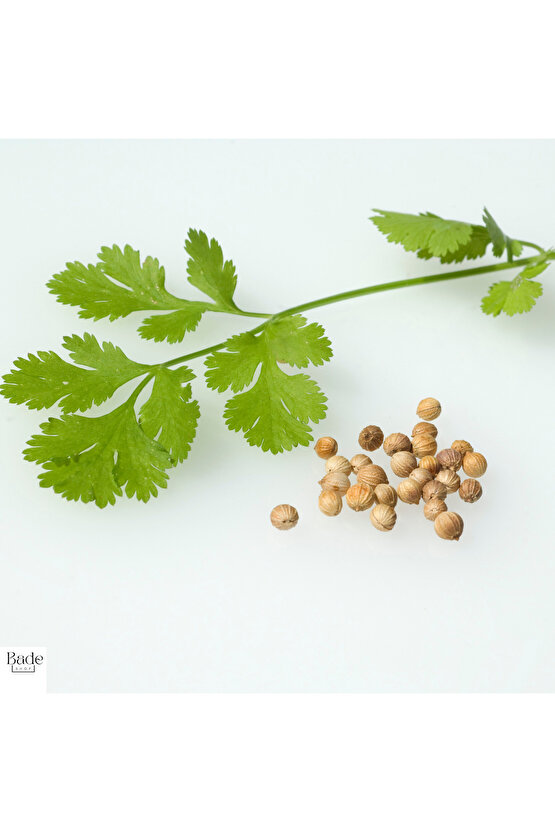 100 gr - Kişniş Otu (aş Otu) Tohumu