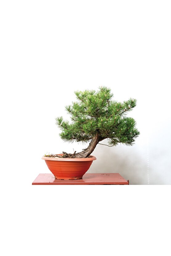 5 Adet  - Karaçam  Ağacı Tohumu Bonsai Ağacı Tohumu - pinus nigra