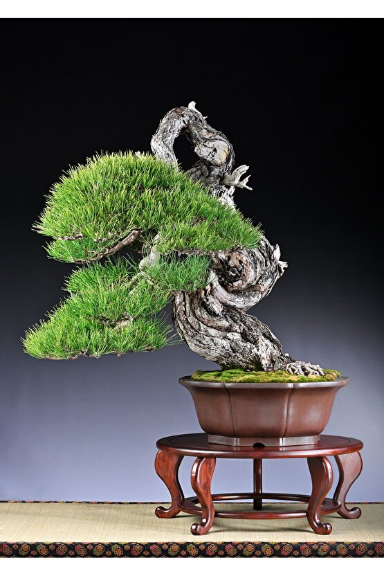 5 Adet  - Karaçam  Ağacı Tohumu Bonsai Ağacı Tohumu - pinus nigra