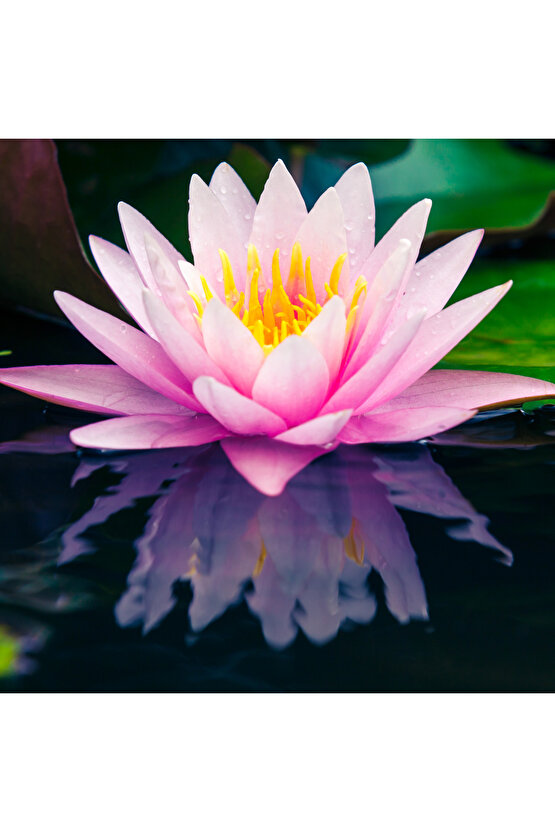 4 Adet Karışık Renklerde Lotus (Nilüfer) Çiçeği Tohumu