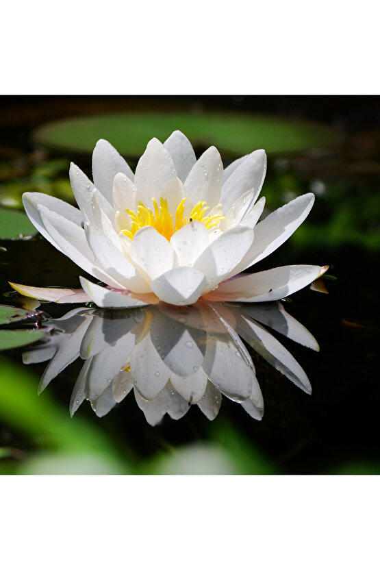 4 Adet Karışık Renklerde Lotus (Nilüfer) Çiçeği Tohumu