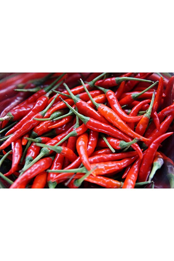 Zehir Acı Meksika Biberi Tohumu - 25 gr - Acı seviyesi 110.000