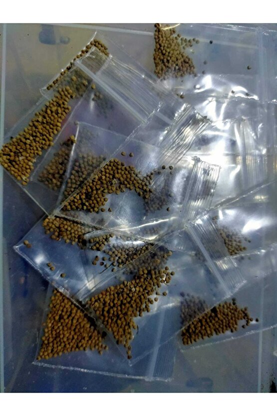 10 Adetlik Paketlerde Karışık Dorstenia Tohumları (horwodoii,crispa Yellow Spotted,foetida Ssp)