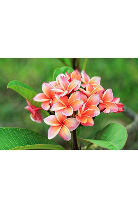 Karışık Renklerde 10 Adet Plumeria Tohumu
