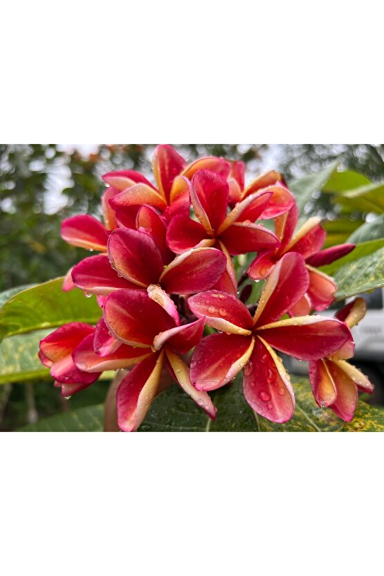 Karışık Renklerde 10 Adet Plumeria Tohumu