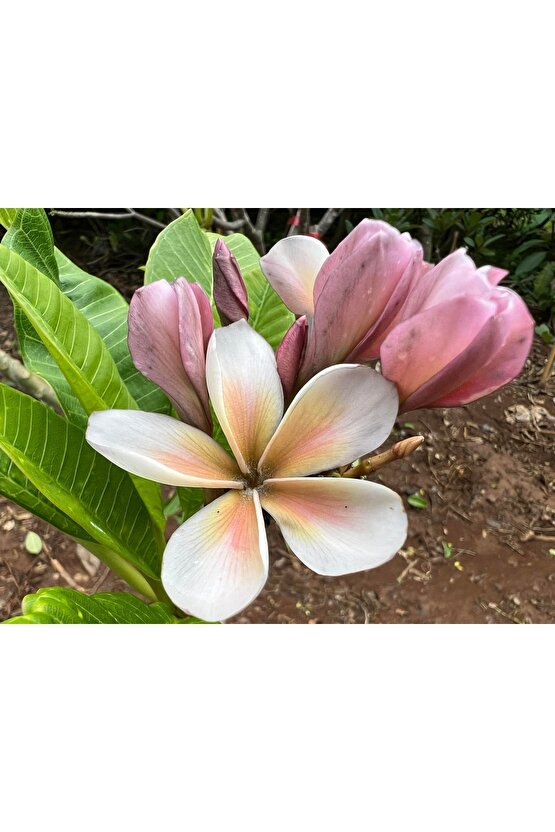 Karışık Renklerde 10 Adet Plumeria Tohumu