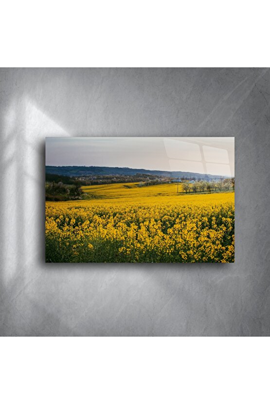 Doğal Gün Batımı Manzaralı Kanola Tarlası Tuval Tablo
