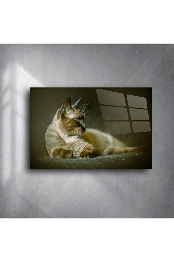 Siyam Kedisi Duvar Posteri