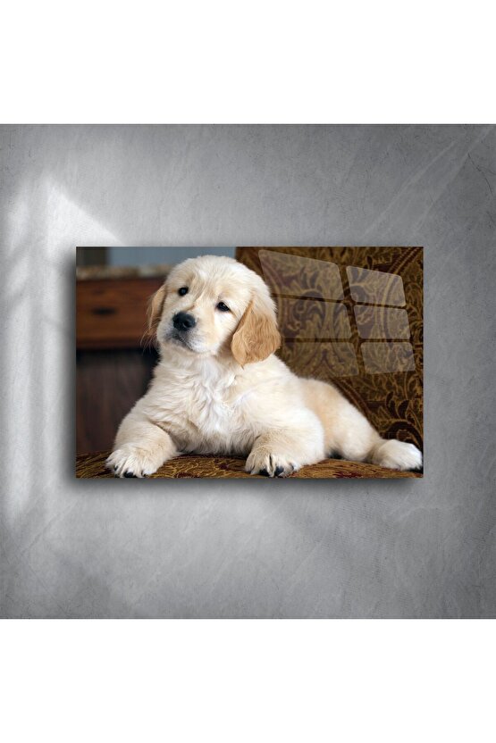 Yüksek parlaklıkta akrilik Golden Retriever yavrusu duvar tablosu