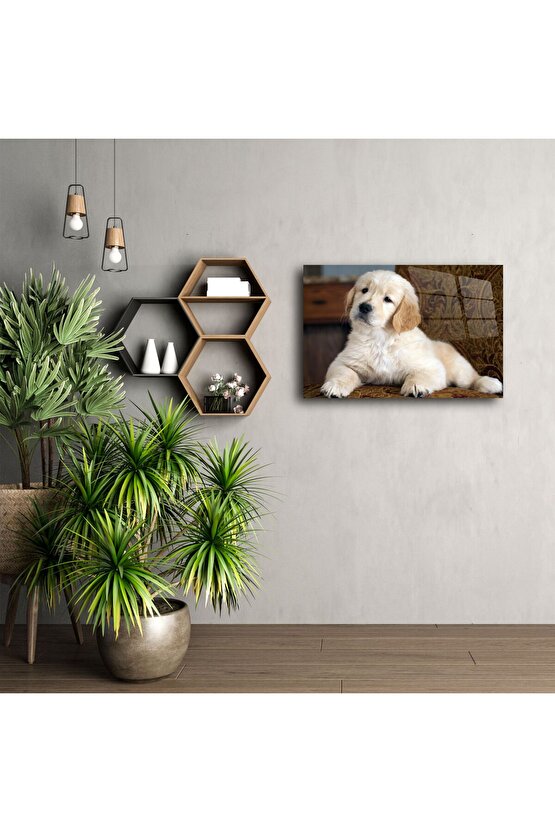 Yüksek parlaklıkta akrilik Golden Retriever yavrusu duvar tablosu