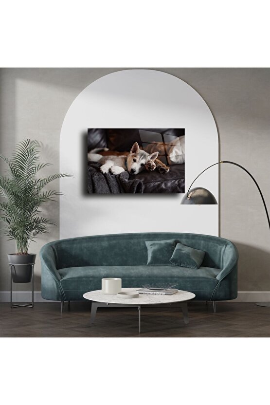 Gri Koltukta Uyuyan Sevimli Husky Yavrusu