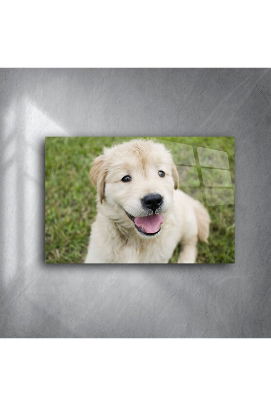 Sevimli Golden Retriever Yavru Köpek Kanvas Tablo