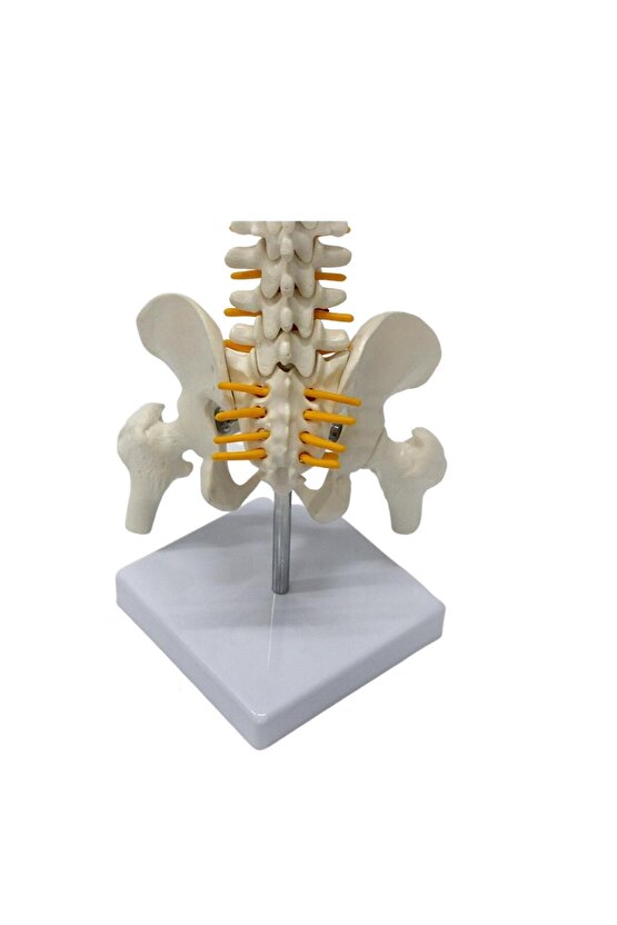 Omurga Maketi 45 Cm Model 13