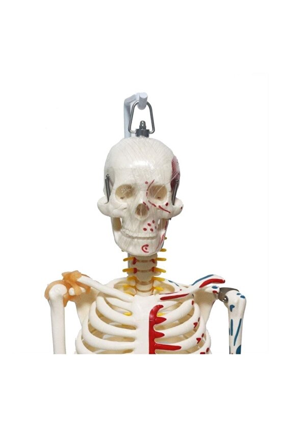 Tam İskelet Maketi 85 cm Model 9