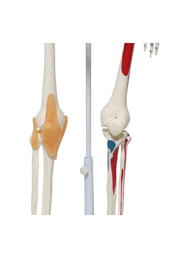 Tam İskelet Maketi 85 cm Model 9