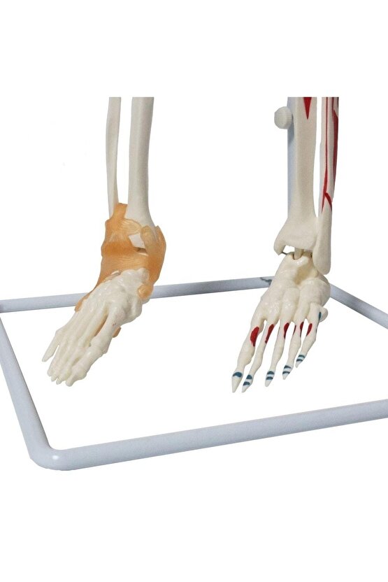 Tam İskelet Maketi 85 cm Model 9