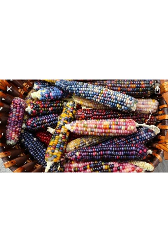 20 Adet Renkli Mısır Tohumu