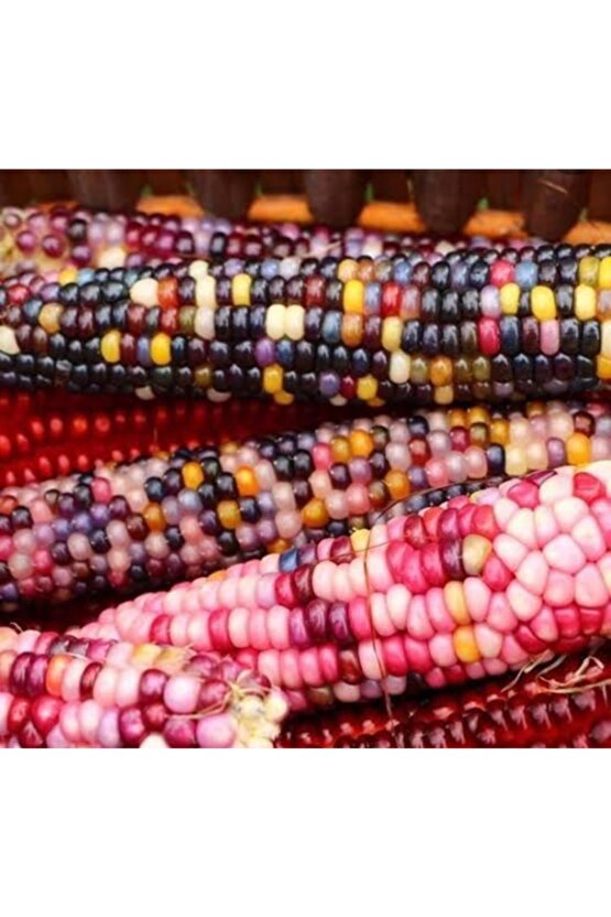 20 Adet Renkli Mısır Tohumu