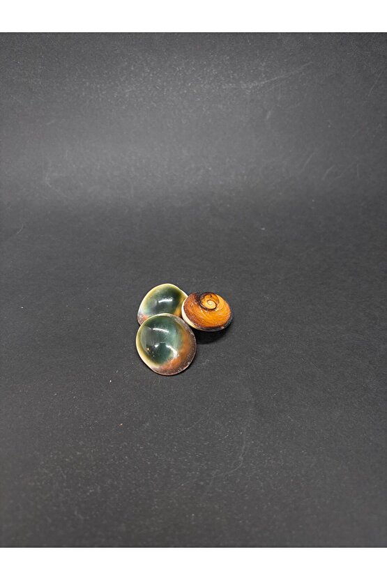 FİLİPİNLER YEŞİL YILANCIK-3 ADET