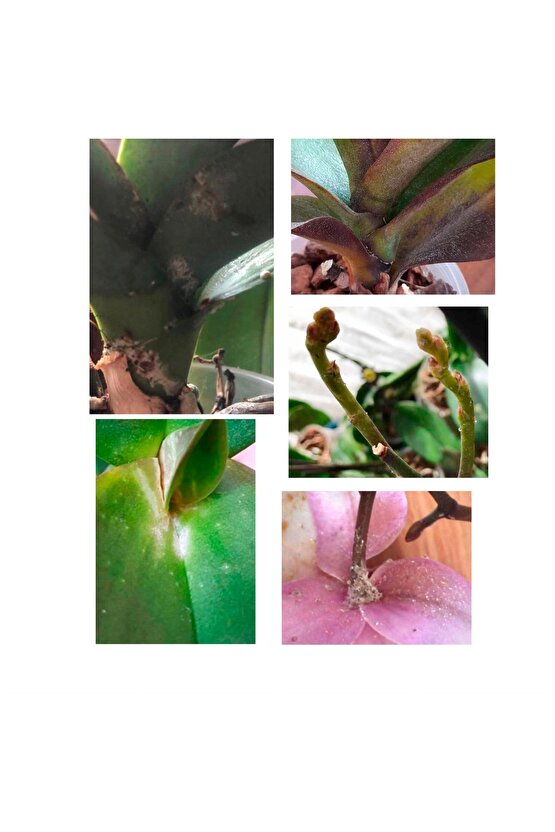 Orkide ve Süs Bitkileri için 500 ml Unlu Pamuk Biti,Kırmızı Örümcek ve Sinek Kovucu