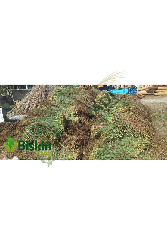 Dekoratif Doğal Püskül Otu, Saçak Otu  Saçak Otu Yükseklik 100 cm x Genişlik 2 Metre