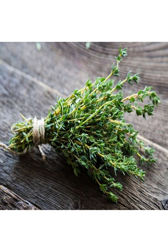 Yerli Taze Kekik Tohumu 100 Adet