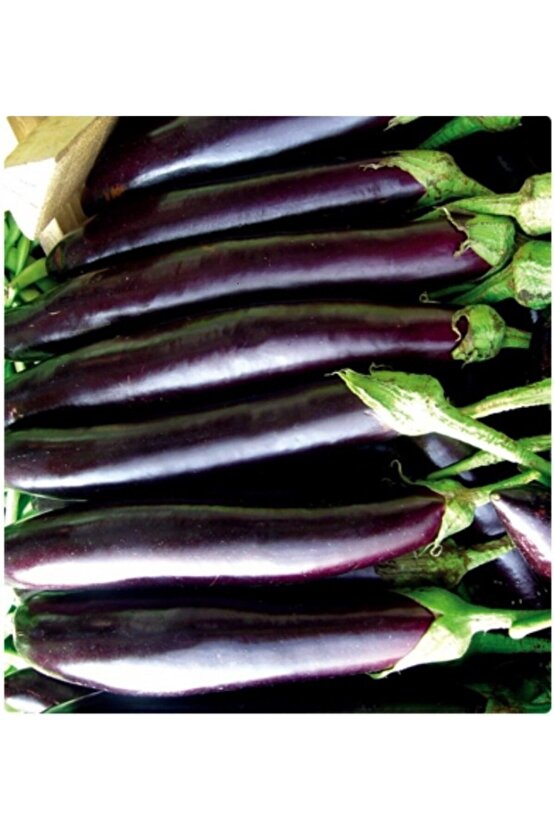 Aydın Siyahı Patlıcan Tohumu 10 gr