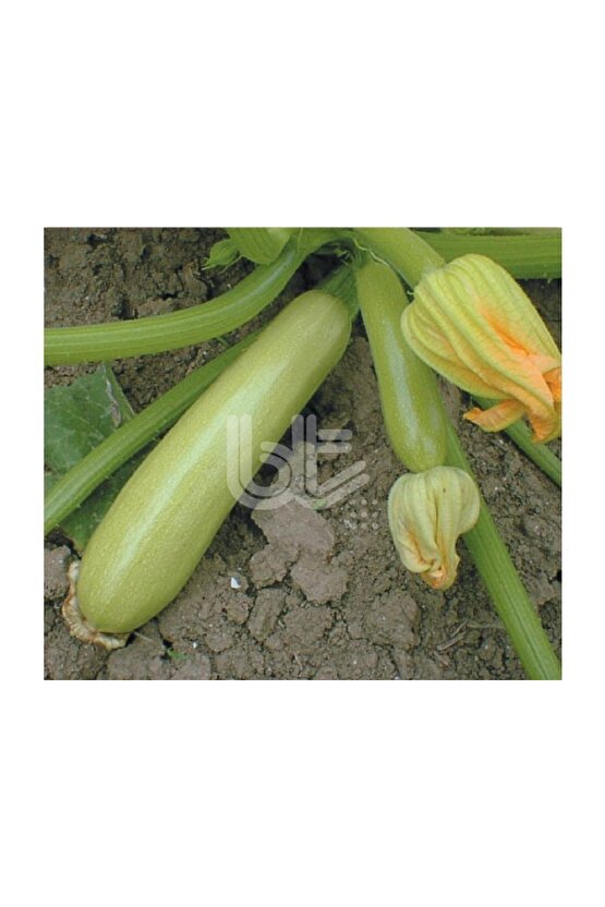 Beyaz Sakız Kabak Tohumu 25 Gr.