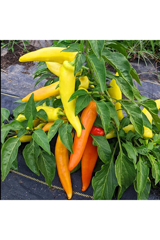 Tatlı sivri biber tohumu geleneksel macar mum biberi