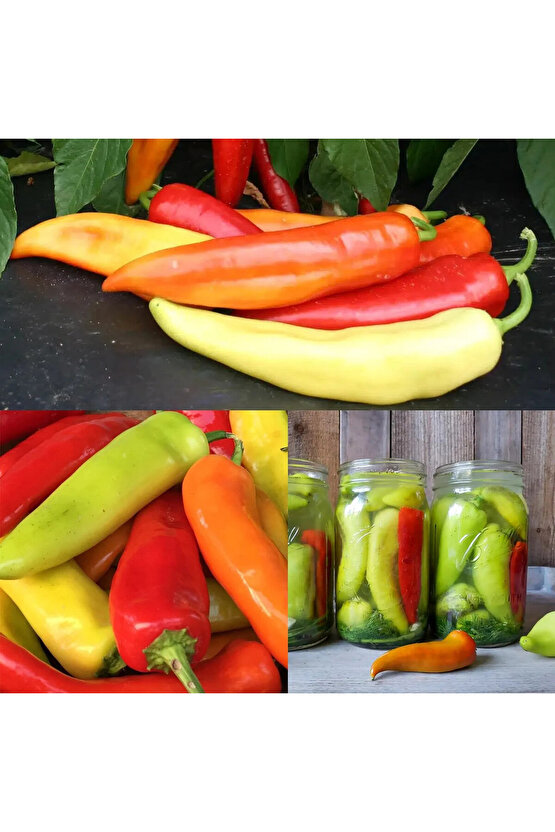 Tatlı sivri biber tohumu geleneksel macar mum biberi