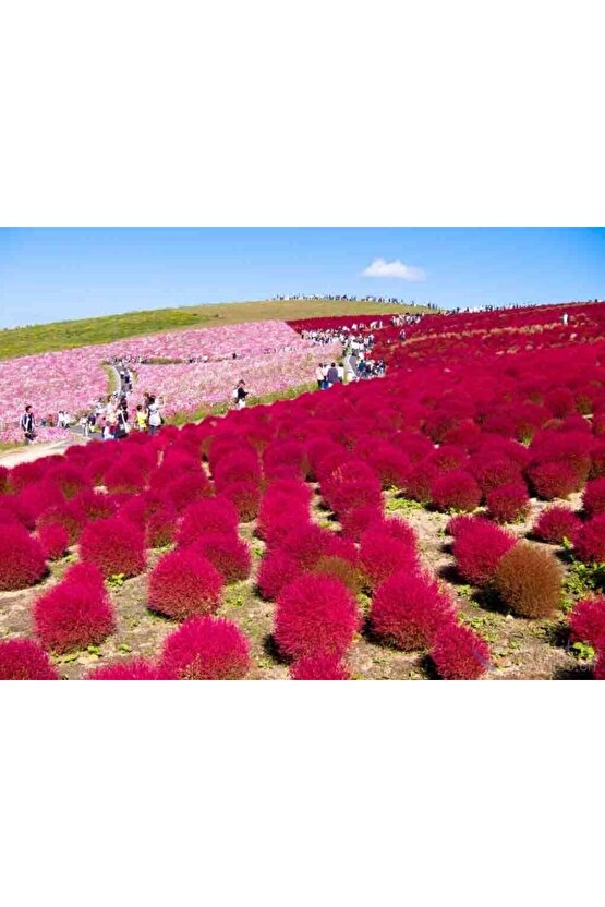 Süpürge Otu Tohumu (30 Adet)