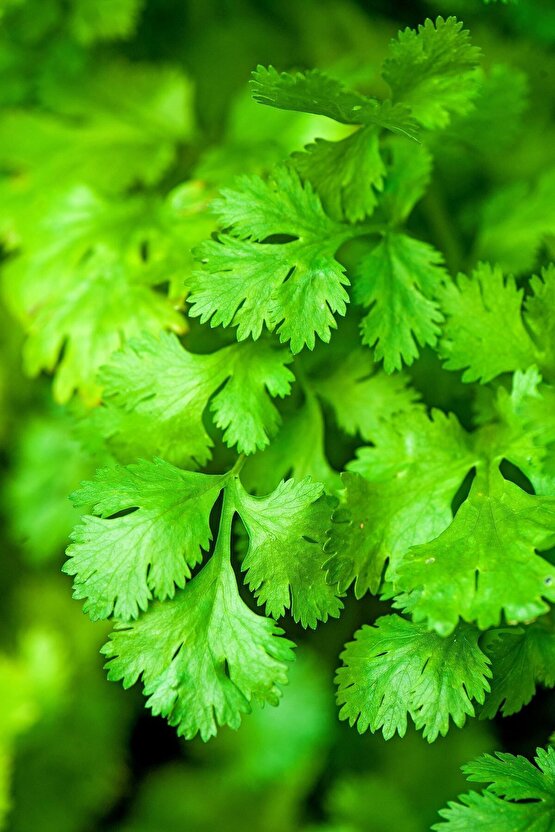 Şifalı Kişniş Tohumu Cilantro Coriandrum Sativum