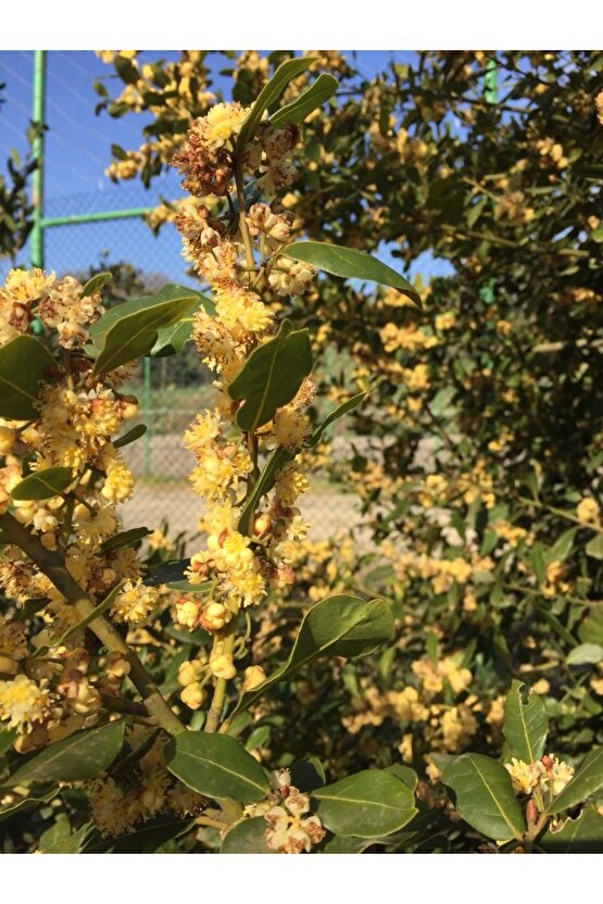 Defne Ağacı Tohumu 3 Adet