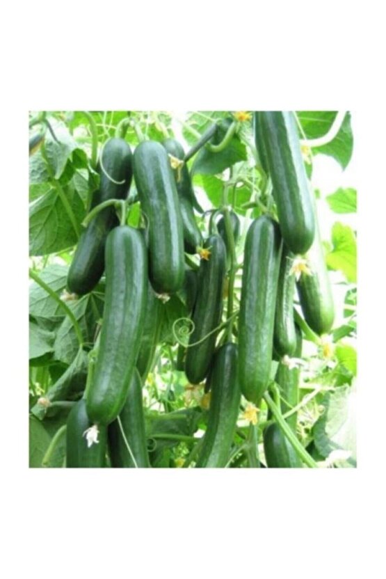 Tohumculuk Tohumculuk Bol Verimli Erkenci Badem Salatalık Tohumu 10 Tohum