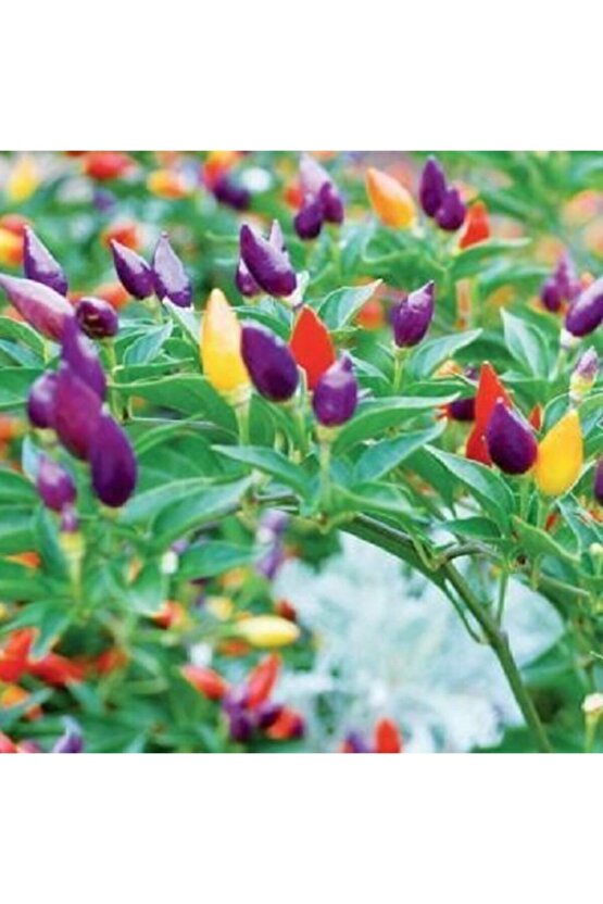 Tohumculuk Rengarenk Yediveren Süs Biberi Tohumu (50 Tohum)