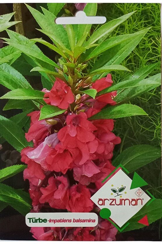 Türbe Çiçeği Tohumu