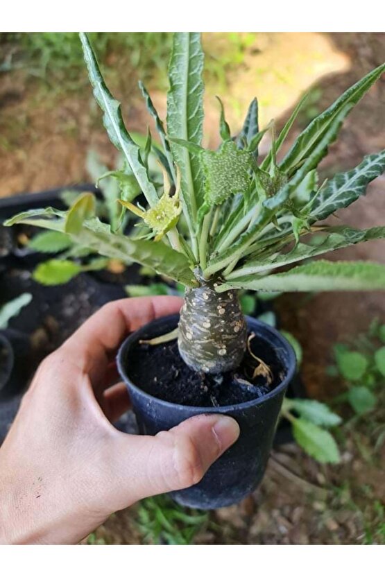 10 Adetlik Paketlerde Karışık Dorstenia Tohumları (horwodoii,crispa Yellow Spotted,foetida Ssp)