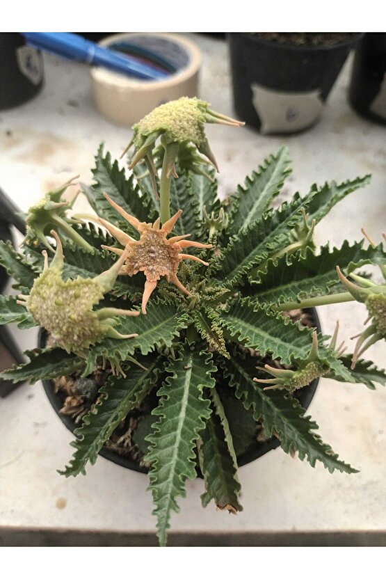 10 Adetlik Paketlerde Karışık Dorstenia Tohumları (horwodoii,crispa Yellow Spotted,foetida Ssp)