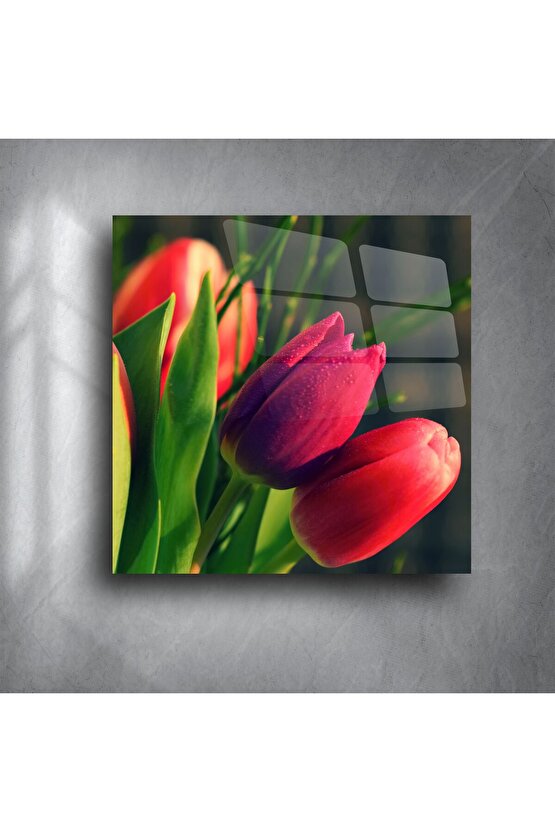 Canlı Kırmızı Lale Çiçek Fotoğrafı Cam Tablo