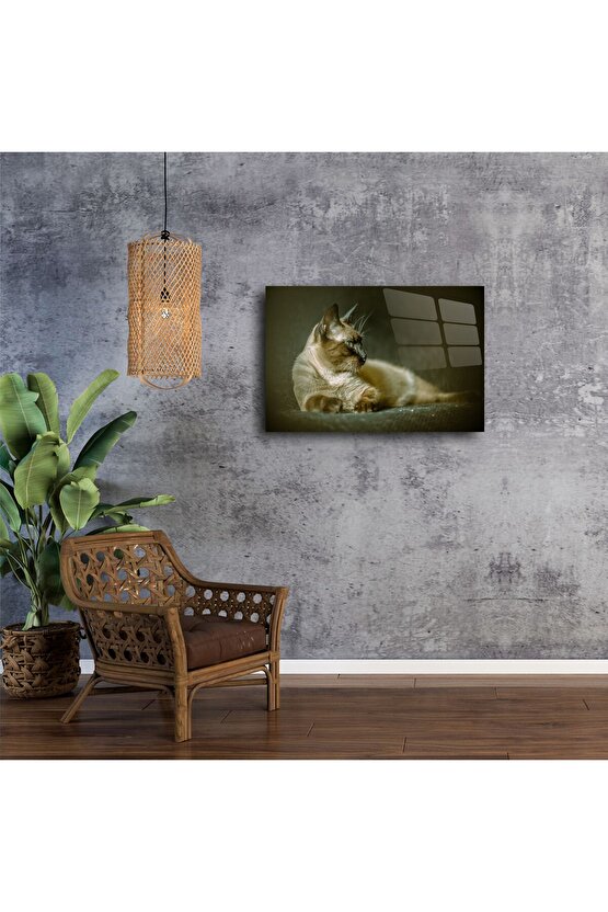 Siyam Kedisi Duvar Posteri