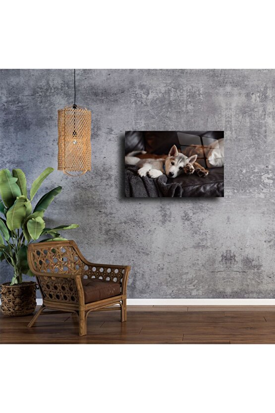 Gri Koltukta Uyuyan Sevimli Husky Yavrusu