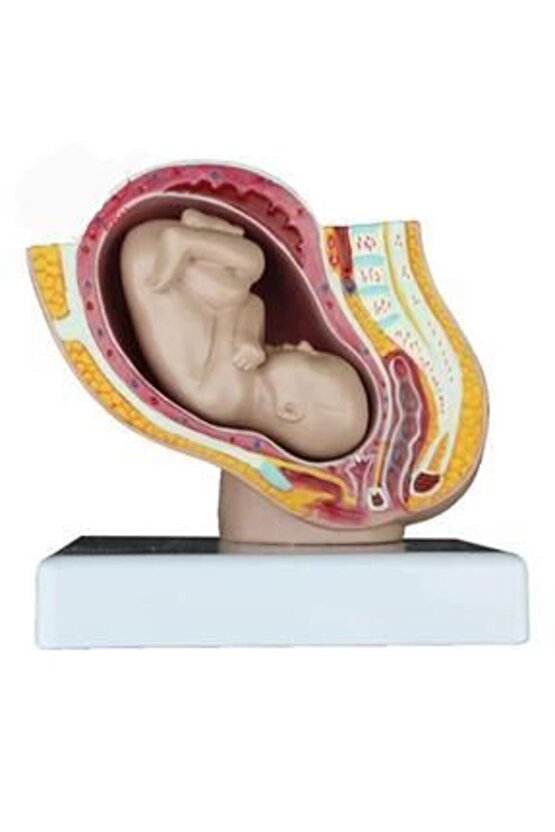 Doğum VeGebelik Maketi Küçük Boy